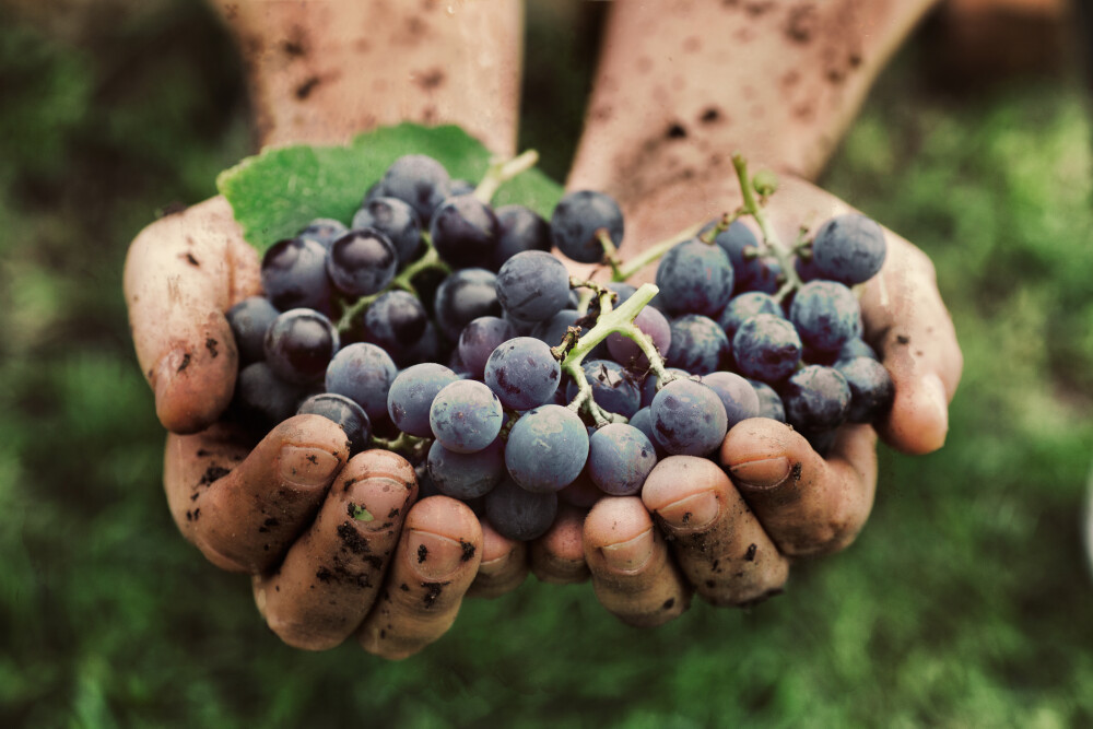 Was ist ein biologischer, biodynamischer oder natürlicher Wein?