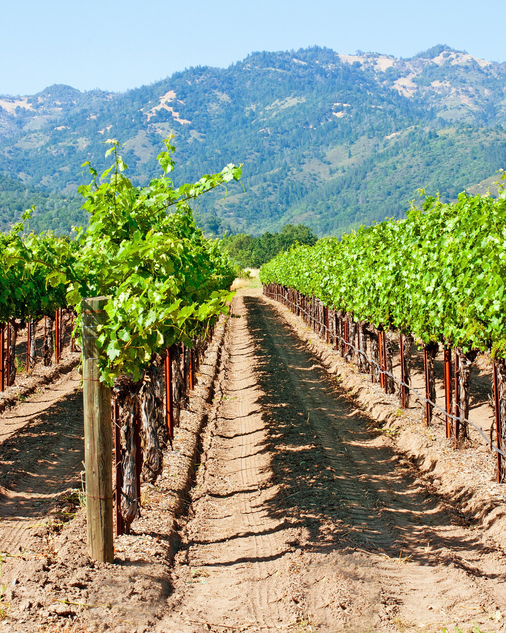 Napa Valley: Die Geschichte einer renommierten Weinregion 