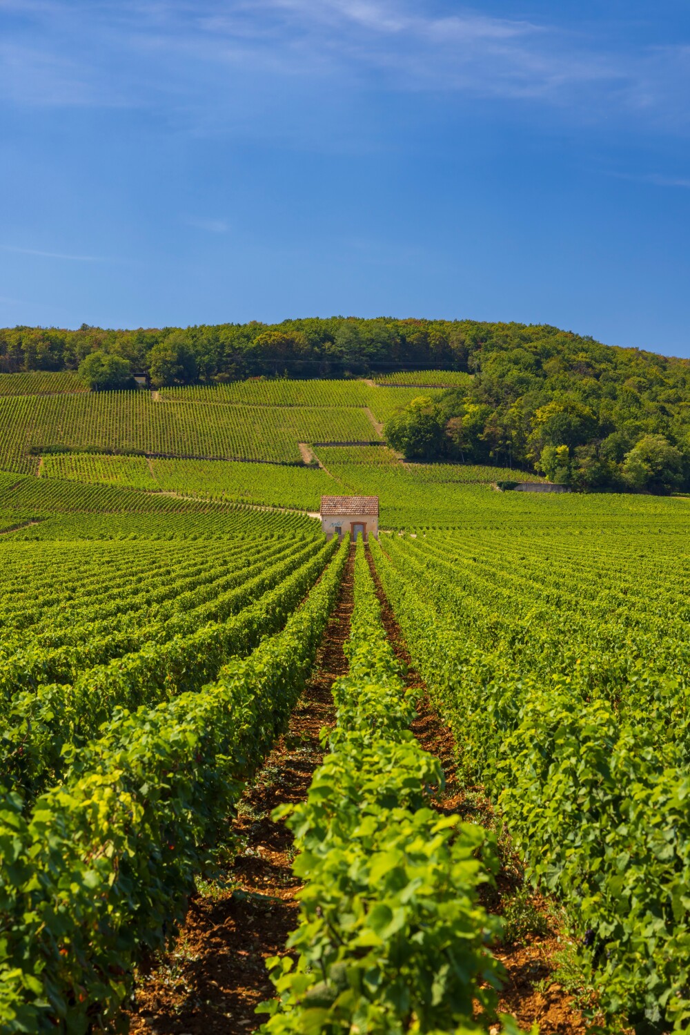 Clos de Vougeot: the origin of all terroir wines?